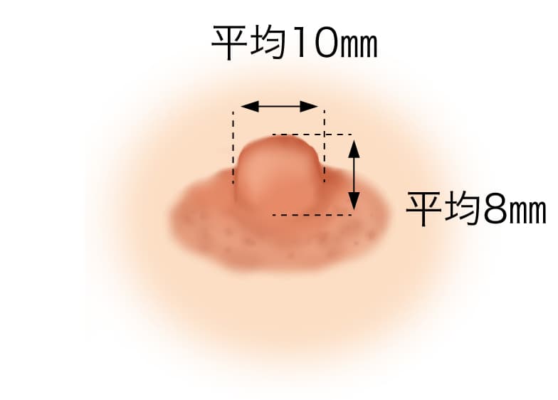 乳頭の高さと直径の平均値